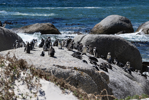 Boulders Beach protected lagoon with colony of African spectacled penguins on big stone, Simon's Town, South Africa. Ocean, sea shore photo