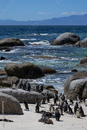 Boulders Beach protected lagoon with colony of African spectacled penguins, Simon's Town, South Africa. Ocean, sea shore photo