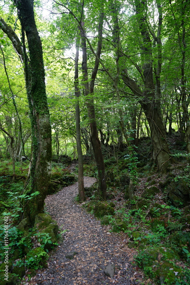 refreshing spring path in the gleaming sunlight refreshing spring path in the gleaming sunlight