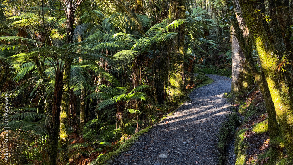 Fototapeta premium Native forest scenery viewed from the pedestrian walkway around Lake Matheson