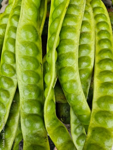  the bitter bean, twisted cluster bean, sator bean, stink bean, or petai  photo