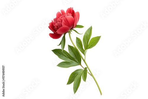 Wallpaper Mural Red Peony Flower with Green Leaves on Transparent Background Torontodigital.ca