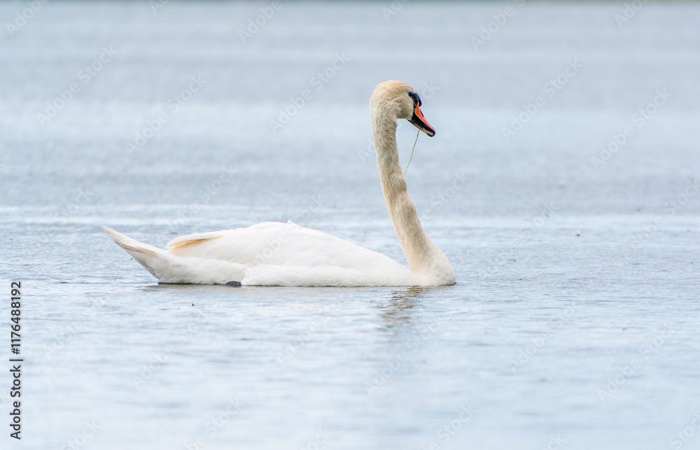 Graceful white Swan swimming in the lake, swans in the wild. Portrait of a white swan swimming on a lake.