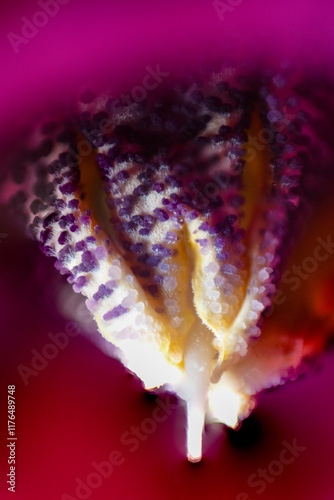Obraz na płótnie Macro photo of pistil and stamen of cyclamen (Cyclamen persicum) w salonie