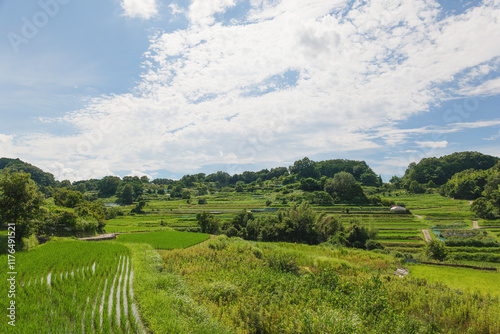 Agriculture green rice field under blue sky and mountain back at contrysid photo