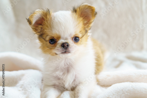 白い毛布の上のロングコートチワワの子犬 photo