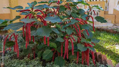 A beautiful tropical acalypha plant grows in the park. A shrub with large green leaves and long burgundy inflorescences in the shape of whips. Madagascar.   photo