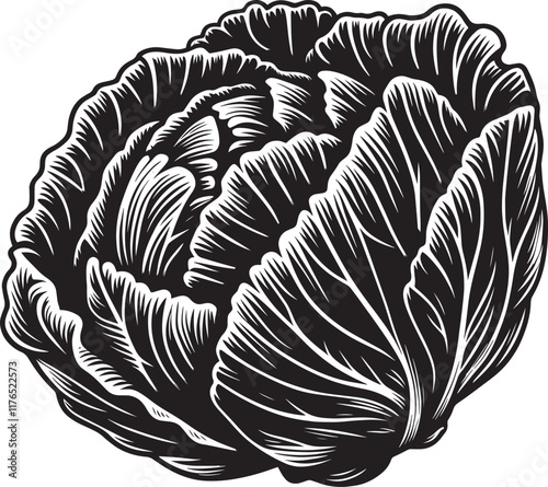 Cabbage organic vegetable silhouette vector illustration isolated on a white background