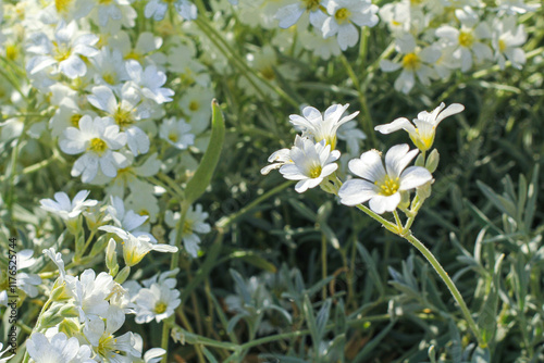 close-up .White flowers Jaskolka felt, snow carpet, perennials - small flowers, growing carpet, for flowerbeds and alpine slides.. spring. garden. Bardure flowers. Floral background photo