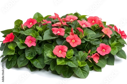 Vinca Flower Isolated on White Background.