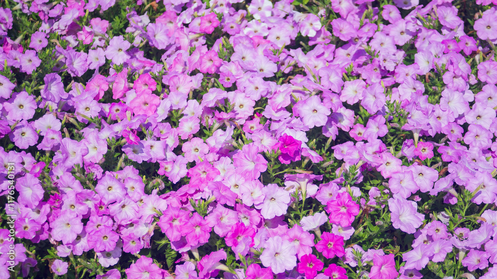 Petunia flowers blooming in the garden. Natural background and wallpaper. Petunia flowers blooming in the garden. Natural background and wallpaper.