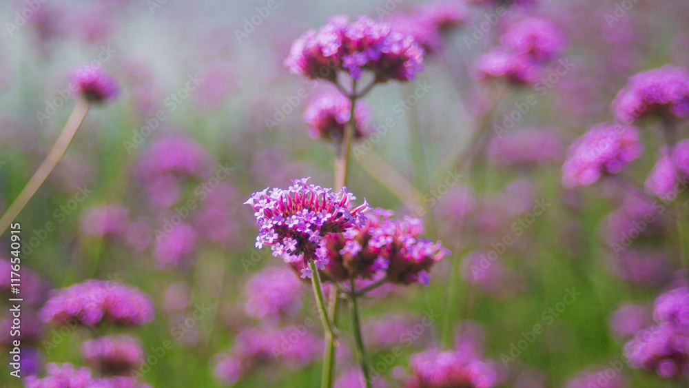 Purple Verbena flowers in the garden, shallow depth of field Purple Verbena flowers in the garden, shallow depth of field