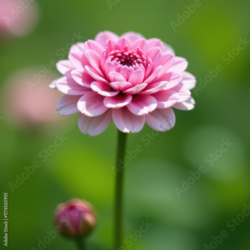 Cluster of pink and white ranunculus, shallow depth of field , elegant, petals