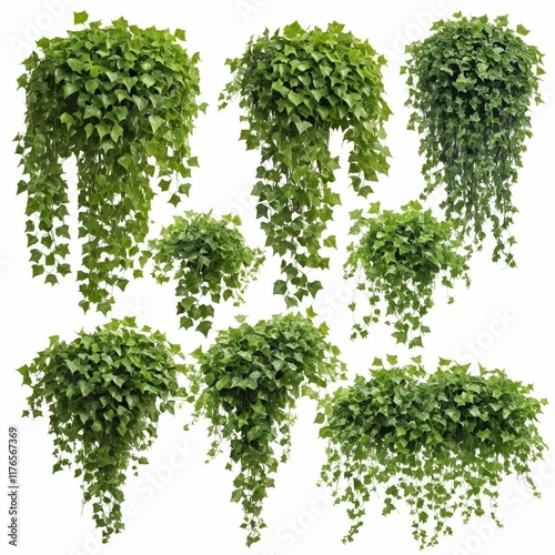 Set of green leaves from Javanese treebine or grape ivy (Cissus spp.), a jungle vine and hanging ivy plant bush foliage, isolated on a white background with a clipping path.