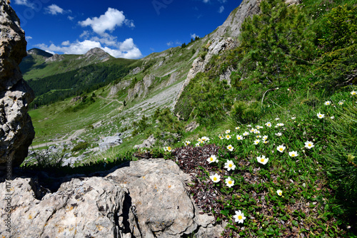 Weiße Silberwurz // mountain avens (Dryas octopetala) - Prokletije Nationalpark, Montenegro photo