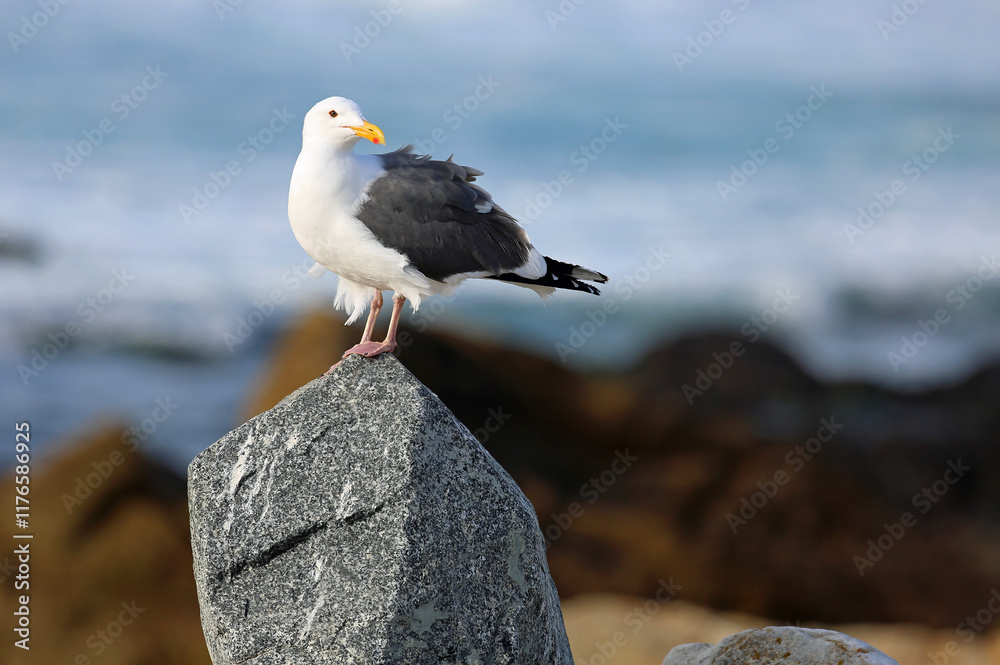 Seagull standing on the rock - Monterey Bay, California
