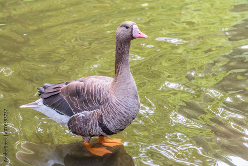 Greater White-fronted Goose (Anser albifrons) standing on the green shore of the pond. photo