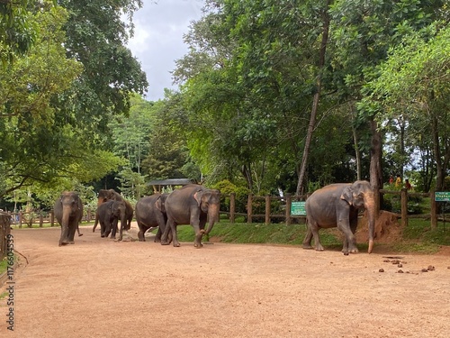 Photography group of elephants