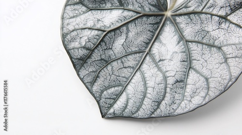 A close-up of a textured leaf with intricate veins on a white background. photo