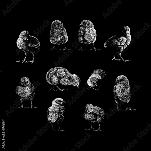 chicks hand drawing vector isolated on black background.