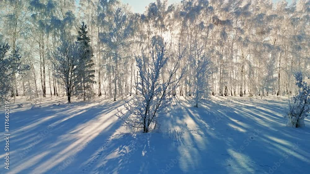 Winter landscape with snow-covered trees and long shadows at sunrise