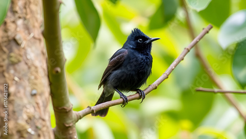 The sooty headed bulbul bird, Pycnonotus aurigaster is perching on the tree. Indonesia locally name is Kutilang bird photo