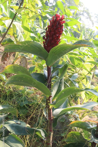 Crepe ginger or Cheilocostus speciosus flower plant photo