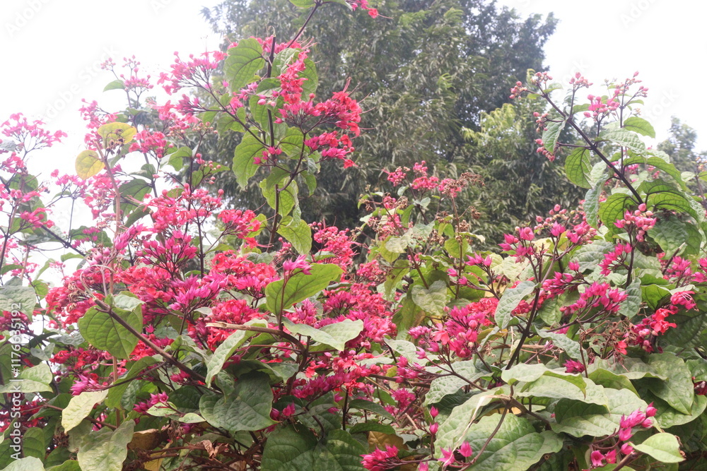 Flaming Glorybower flower and ornamental plant Flaming Glorybower flower and ornamental plant