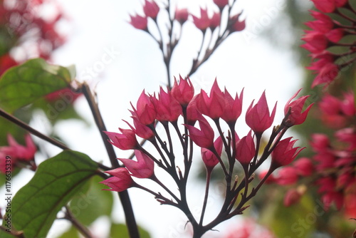 Flaming Glorybower flower and ornamental plant photo