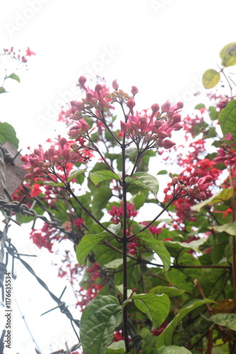 Flaming Glorybower flower and ornamental plant photo