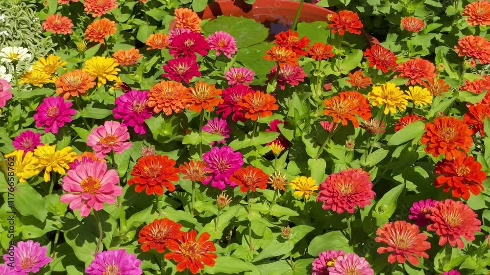 Pink Zinnia flowers bloom in the garden on a sunny day
/Bangkok, Thailand Pink Zinnia flowers bloom in the garden on a sunny day
/Bangkok, Thailand