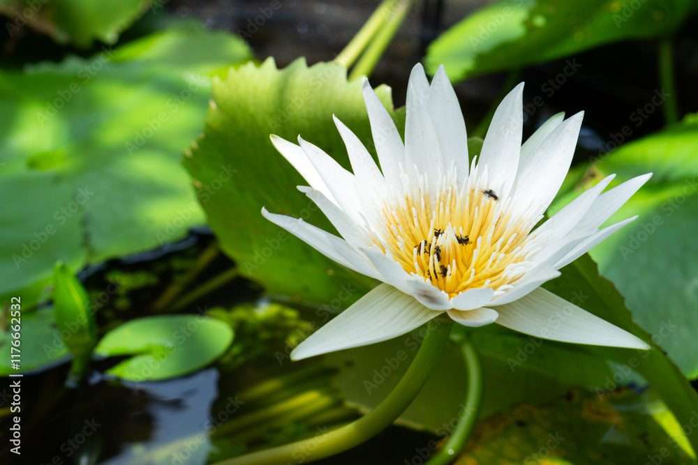 Beautiful White Water Lily in a Pond Beautiful White Water Lily in a Pond