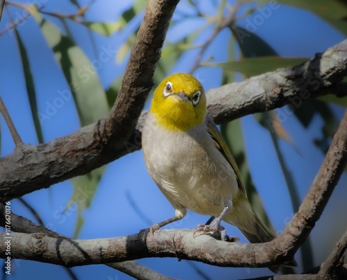 A Silvereye bird perched on a branch