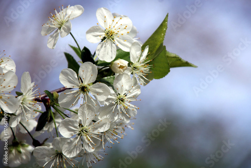 kirschbaum blüten photo