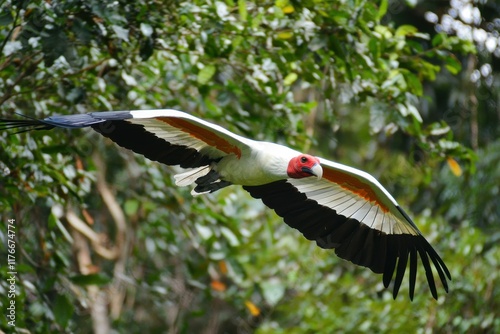 A dazzling image of a king vulture soaring gracefully over the rainforest canopy photo