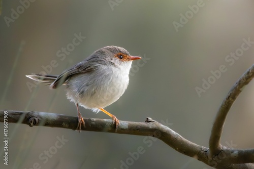 A female Superb fairywren perched on a branch