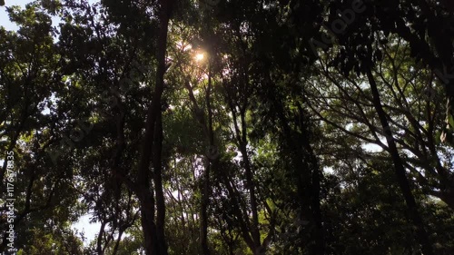 Tree branches with sunray , in the morning  Chiangmai  Thailand.