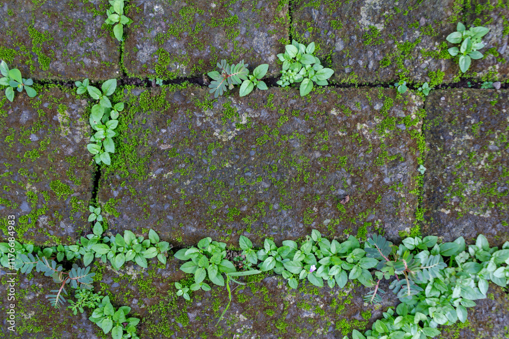Background of Paving Surface with Moss and Green Grass Growth for Natural and Environmental Concept Projects Background of Paving Surface with Moss and Green Grass Growth for Natural and Environmental Concept Projects