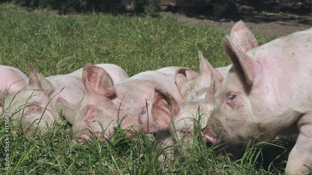 Pigs resting in grassy field. Ambury Farm, Auckland, New Zealand Pigs resting in grassy field. Ambury Farm, Auckland, New Zealand