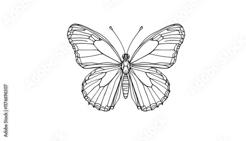 Intricate Line Art of a Butterfly Capturing Natural Beauty and Delicate Design