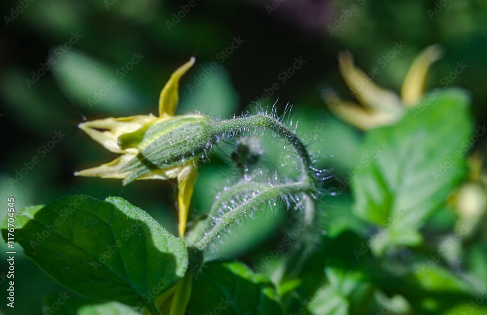 Naklejka premium Yellow tomato flower close-up on a green background in summer