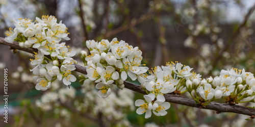 Flowers of the berry bush 