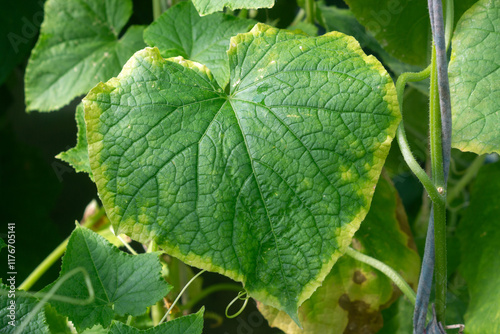 Cucumber leaf with yellow edge due to lack of micronutrients