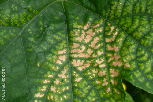 Luffa leaf with sunburn, agricultural plant diseases