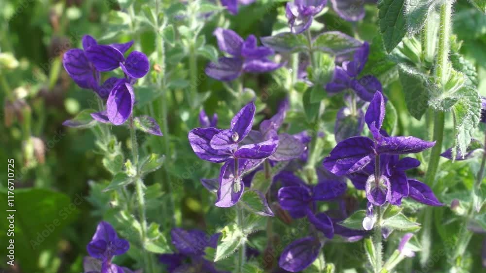 Salvia horminum (ornamental green sage) in a flowerbed Salvia horminum (ornamental green sage) in a flowerbed