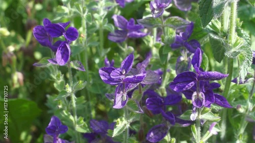 Salvia horminum (ornamental green sage) in a flowerbed