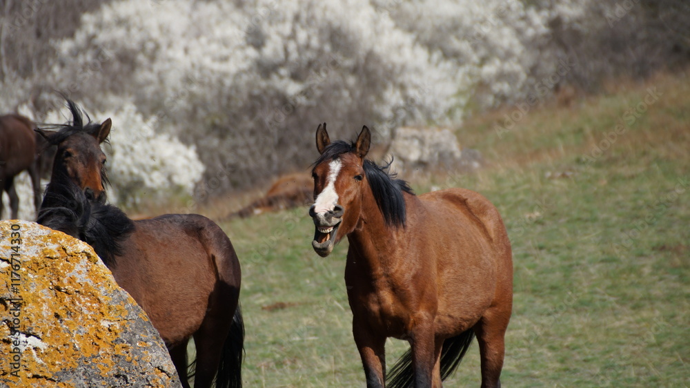 Fototapeta premium horses in a pasture