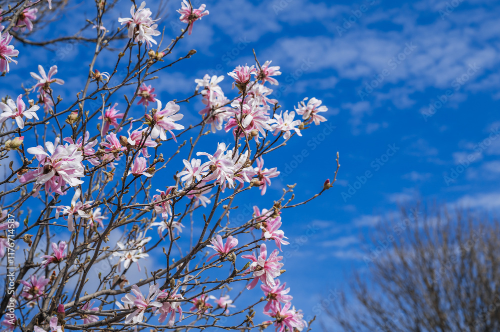 Magnolia flowers with pink petals on a blue sky background. Magnolia flowers with pink petals on a blue sky background.