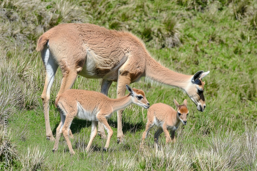 Fototapeta premium A family of vicuas grazing peacefully in the high-altitude grasslands of the Andes.