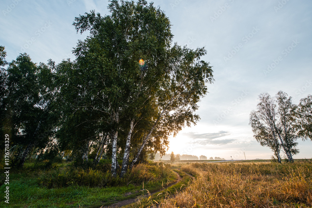 Obraz premium A country road in a wheat field next to a birch forest at sunset